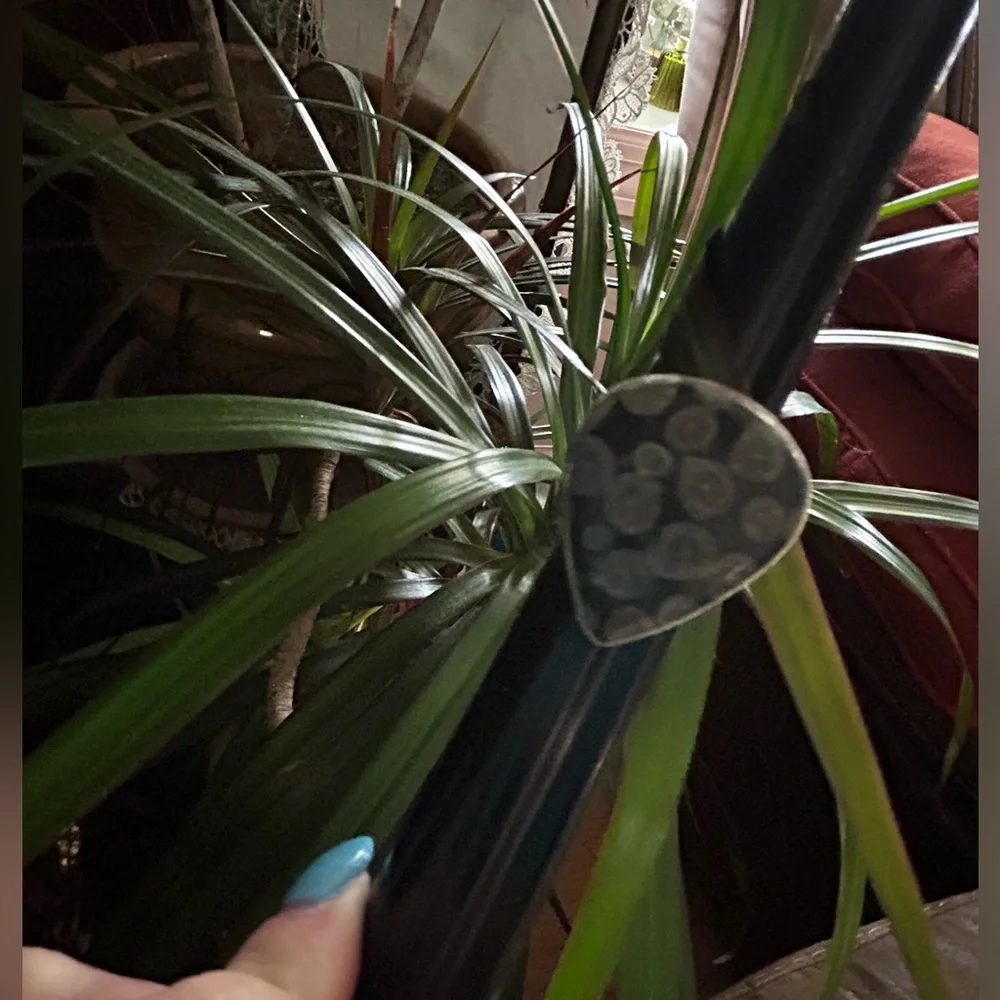 Black Fossil 925 Ring